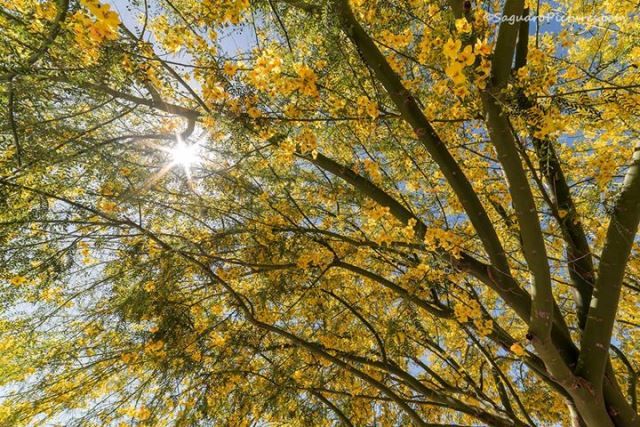 Photo Courtesy: Greg McCown